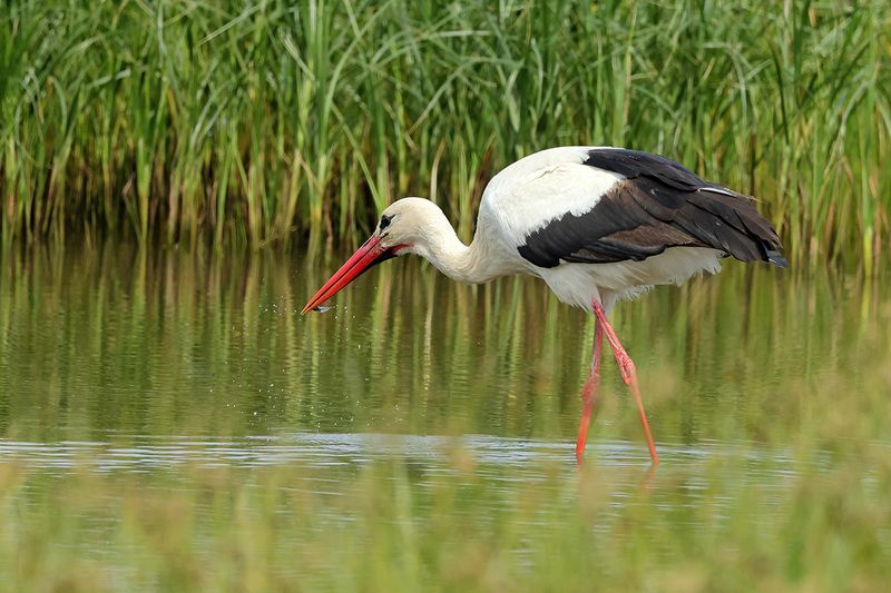 White Stork (Ciconia ciconia) 