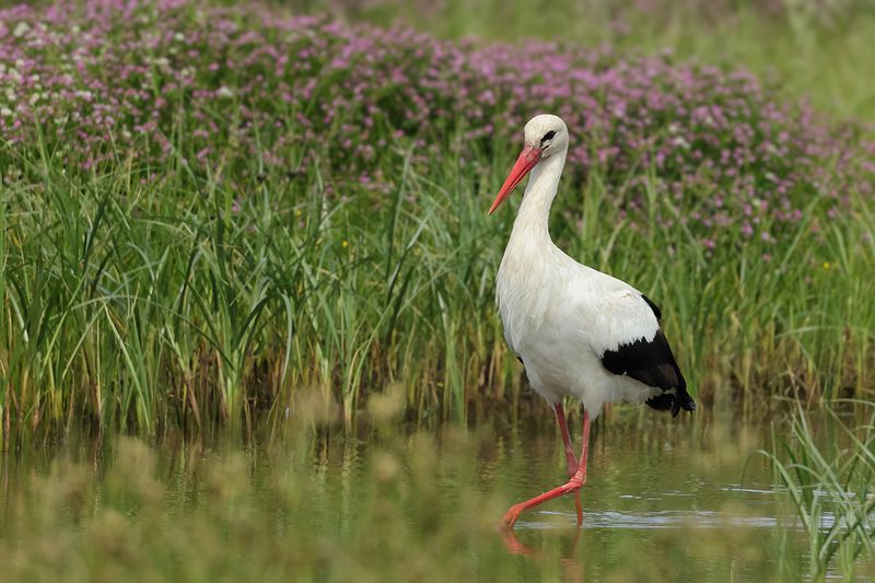 White Stork (Ciconia ciconia) 