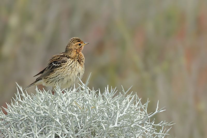 Red-throated Pipit (Anthus cervinus)