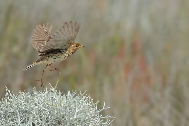 Red-throated Pipit (Anthus cervinus)