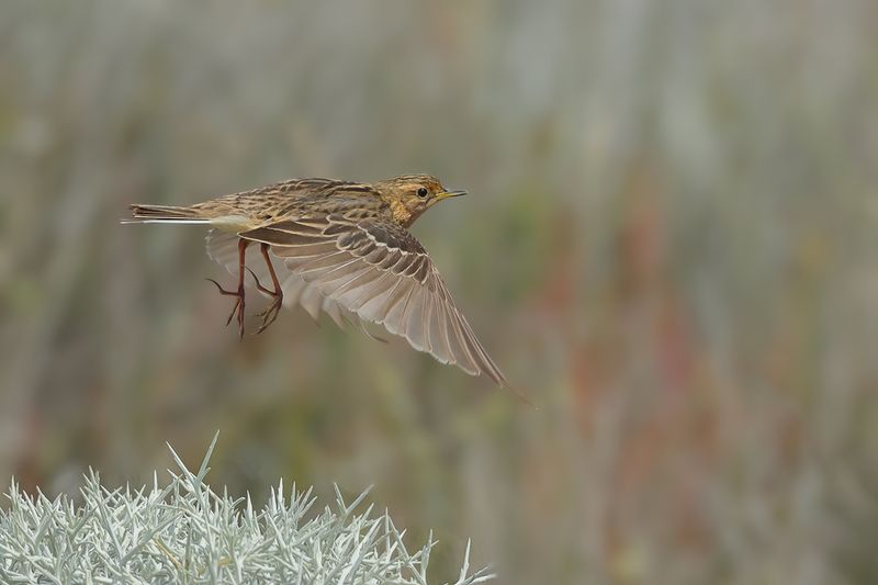 Red-throated Pipit (Anthus cervinus)