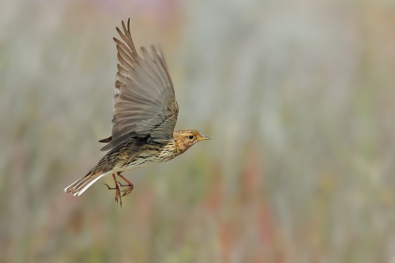 Red-throated Pipit (Anthus cervinus)