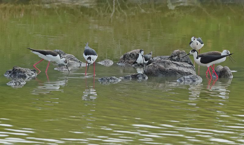 Black-winged Stilt (Himantopus himantopus) 