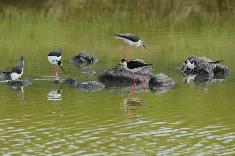 Black-winged Stilt (Himantopus himantopus) 