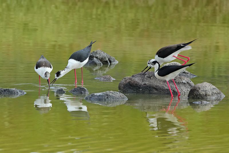 Black-winged Stilt (Himantopus himantopus) 