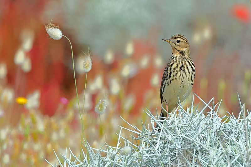 Red-throated Pipit (Anthus cervinus)