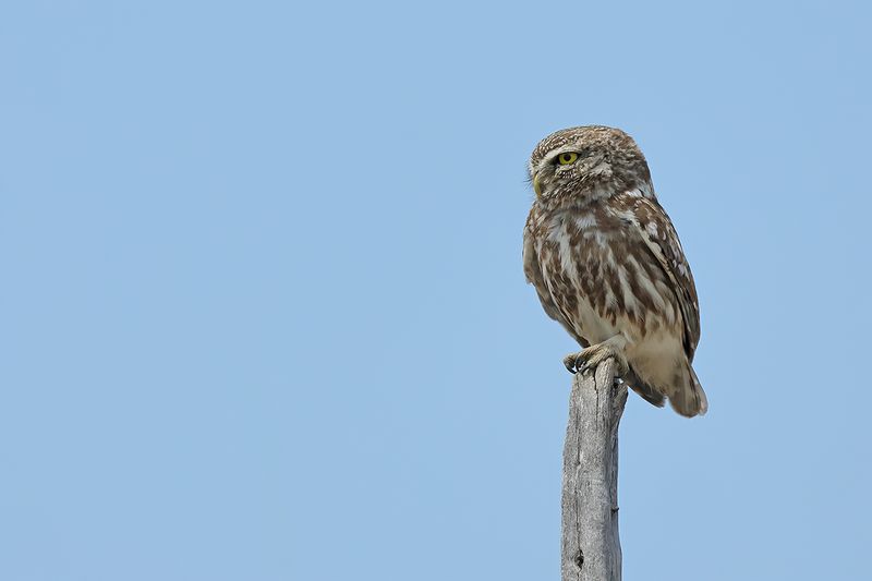 Little Owl (Athene noctua)