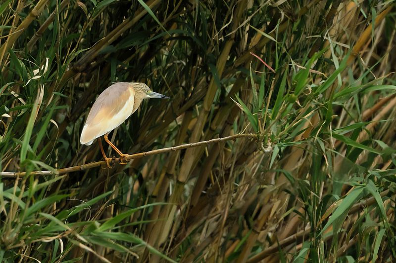 Squacco Heron (Ardeola ralloides)