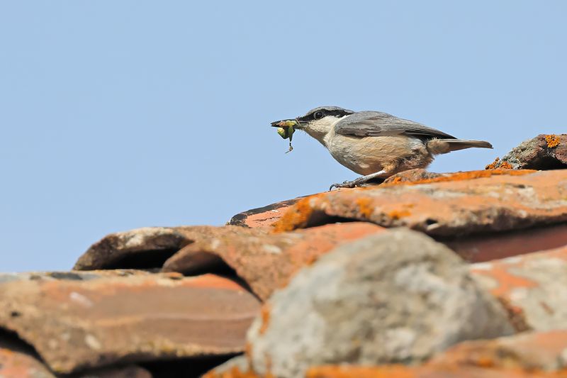 Rock Nuthatch (Sitta neumayer)