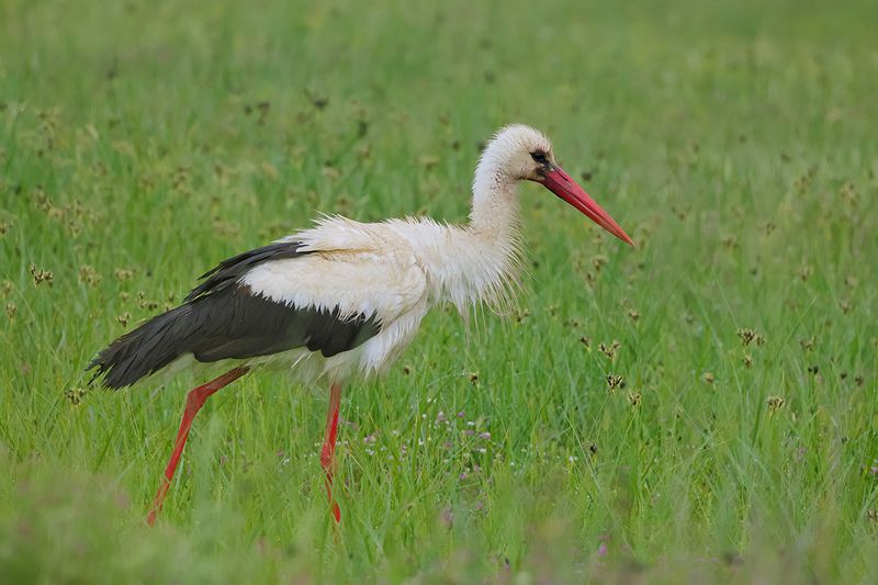 White Stork (Ciconia ciconia) 