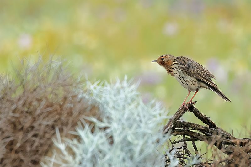 Red-throated Pipit (Anthus cervinus)