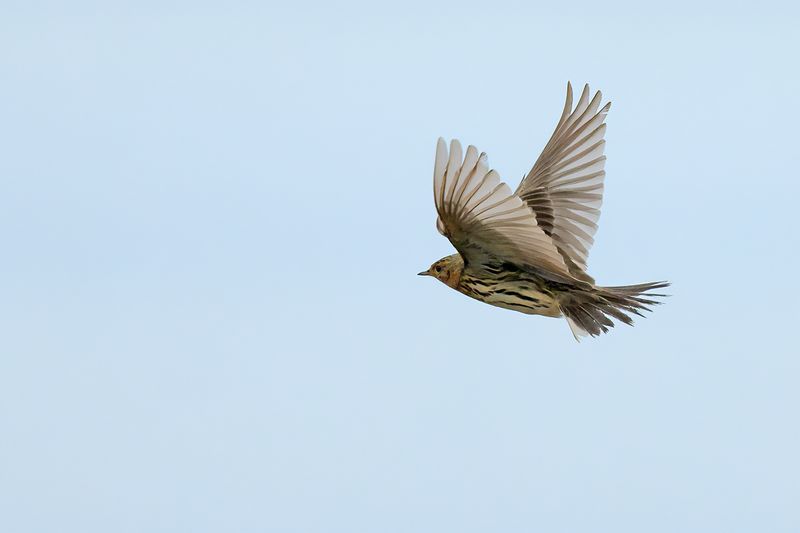 Red-throated Pipit (Anthus cervinus)