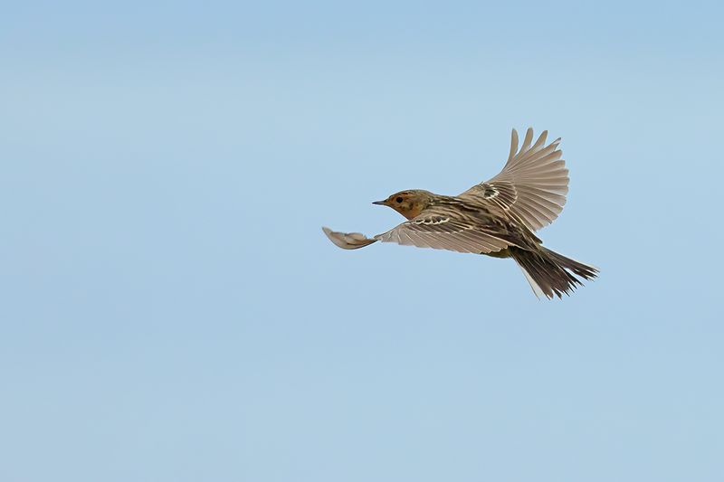 Red-throated Pipit (Anthus cervinus)