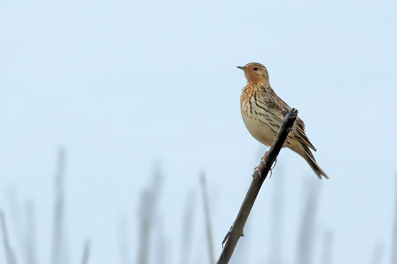 Red-throated Pipit (Anthus cervinus)