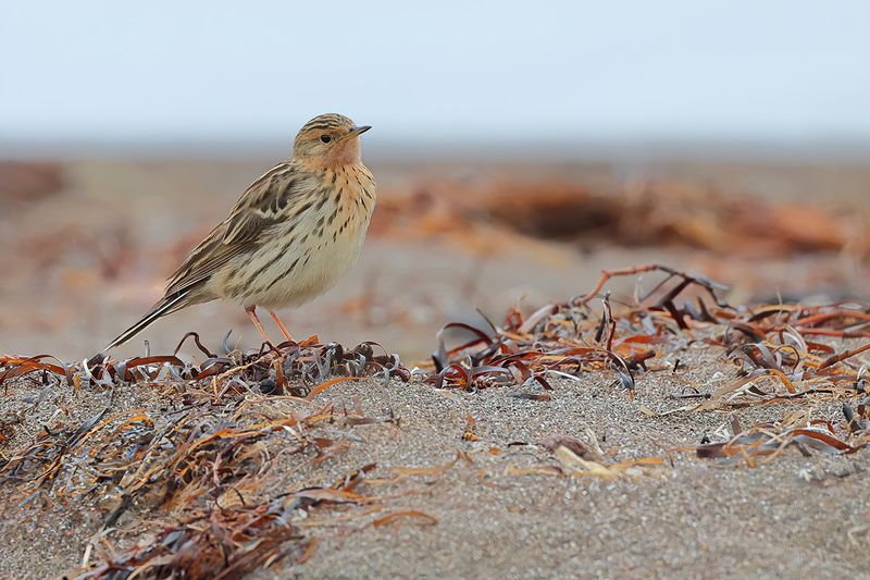 Red-throated Pipit (Anthus cervinus)