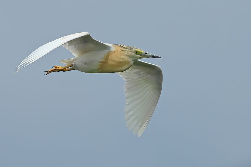 Squacco Heron (Ardeola ralloides)