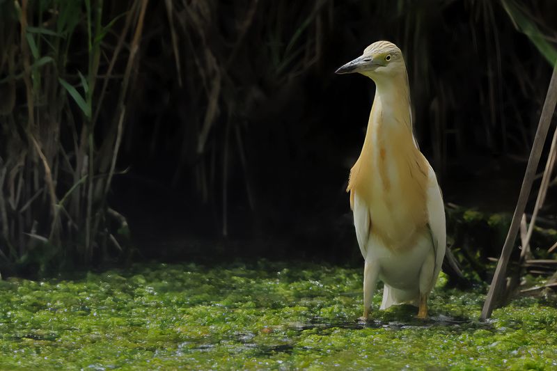 Squacco Heron (Ardeola ralloides)