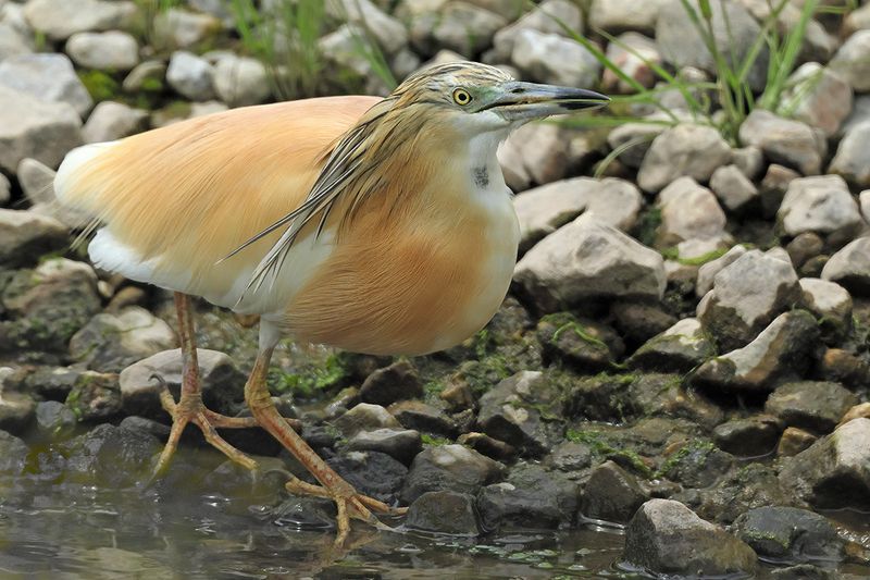 Squacco Heron (Ardeola ralloides)