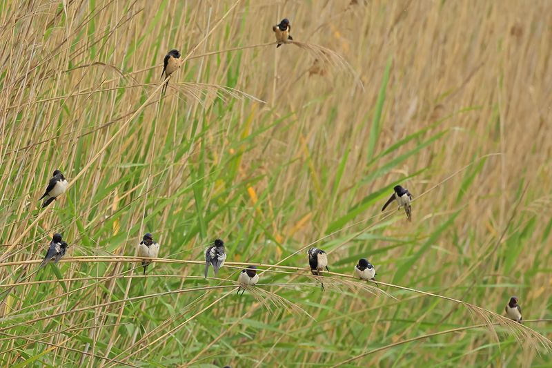 Barn Swallow (Hirundo rustica)