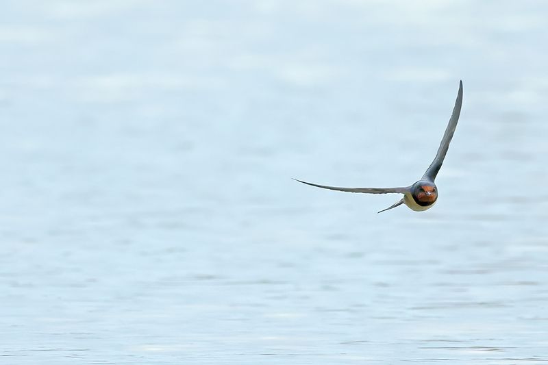 Barn Swallow (Hirundo rustica)