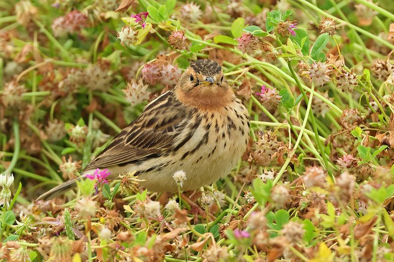 Red-throated Pipit (Anthus cervinus)