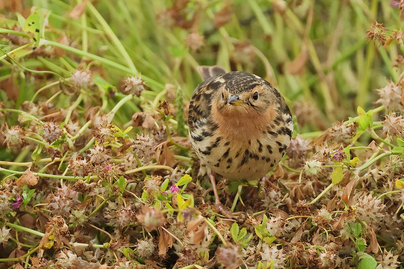 Red-throated Pipit (Anthus cervinus)