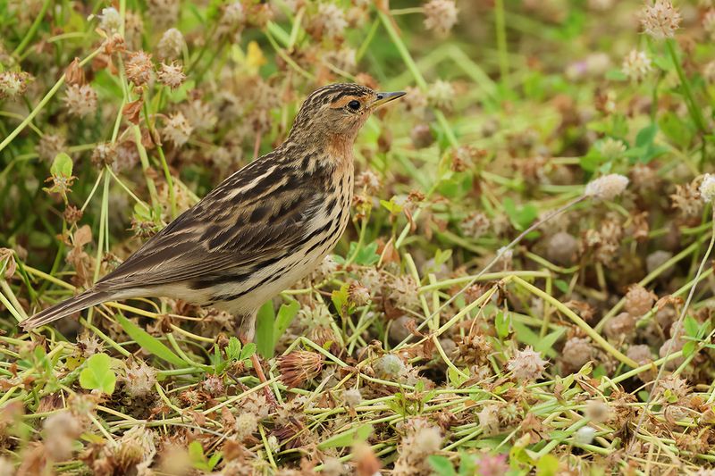 Red-throated Pipit (Anthus cervinus)