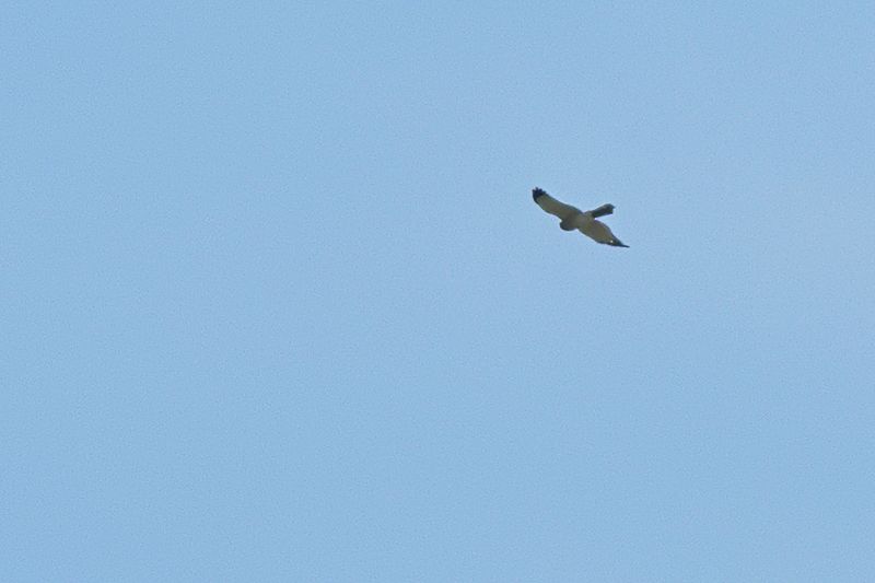 Levant sparrowhawk (Accipiter brevipes)