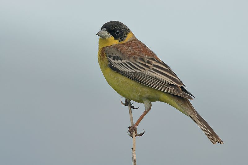 Black-headed Bunting (Emberiza melanocephala)