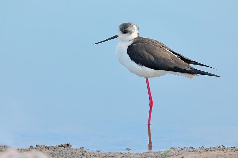 Black-winged Stilt (Himantopus himantopus) 