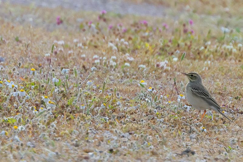 Tawny Pipit (Anthus campestris)