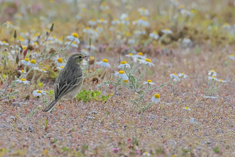 Tawny Pipit (Anthus campestris)