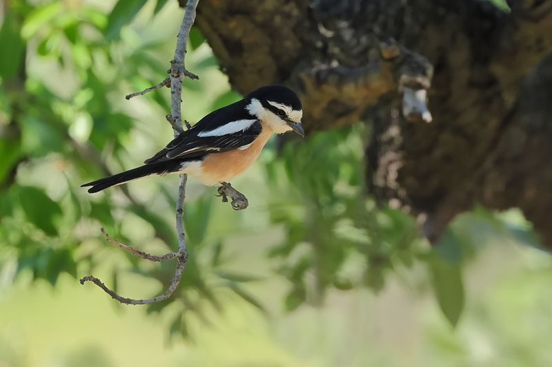 Masked shrike (Lanius nubicus)