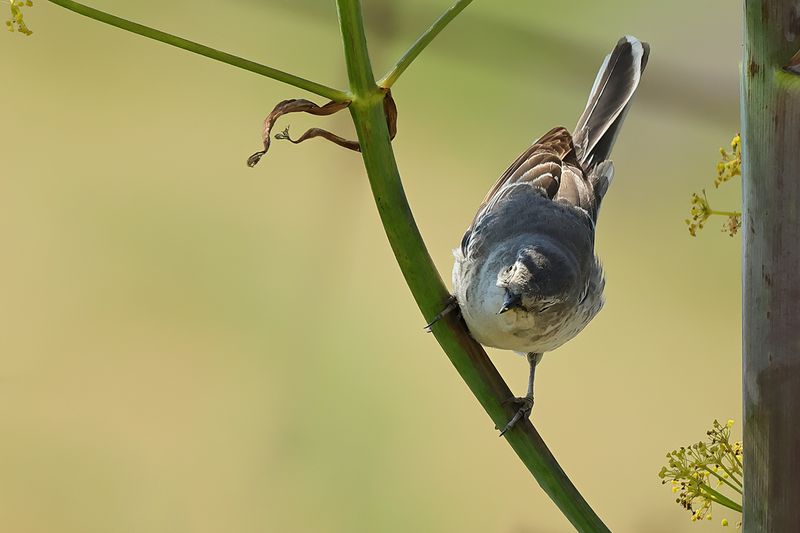 Barred warbler (Curruca nisoria) 