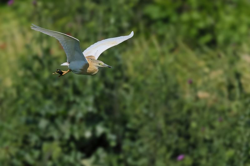 Squacco Heron (Ardeola ralloides)