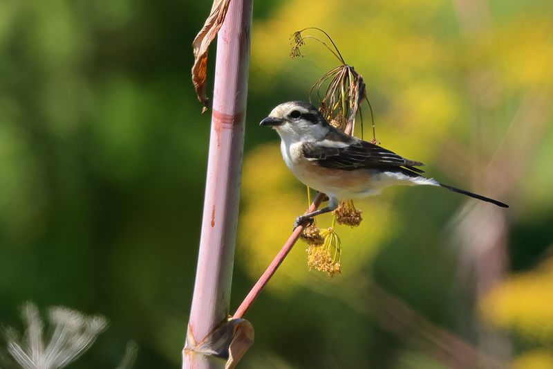 Masked shrike (Lanius nubicus)