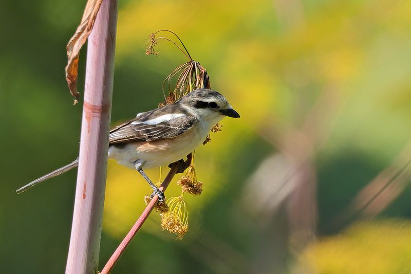 Masked shrike (Lanius nubicus)