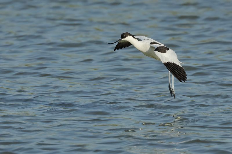 Pied avocet (Recurvirostra avosetta) 