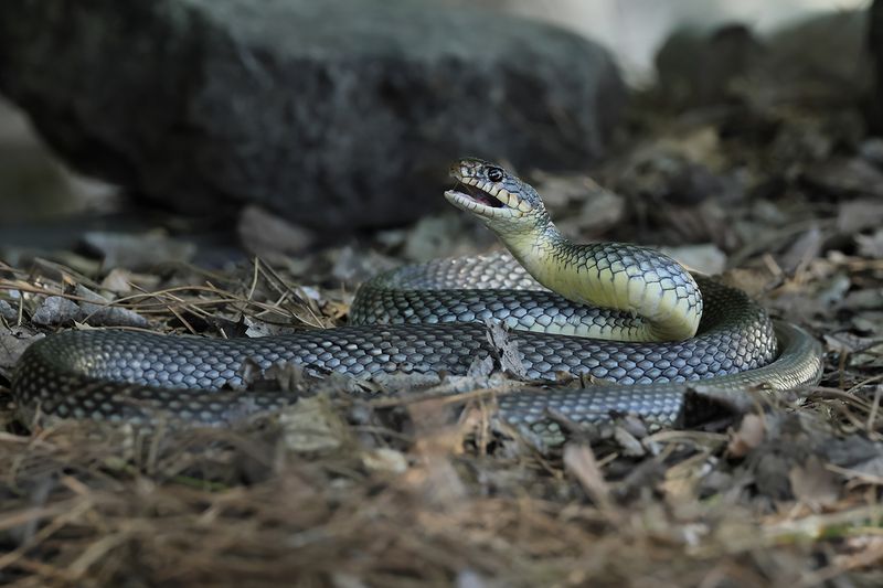 Caspian Whip Snake - (Dolichopis caspius)