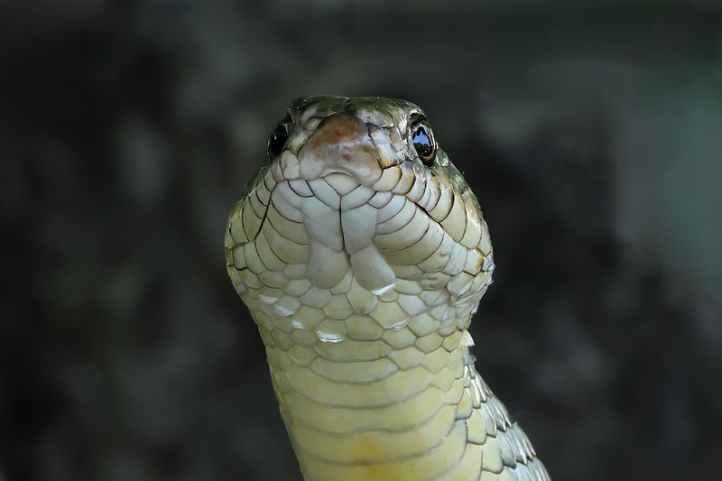 Caspian Whip Snake - (Dolichopis caspius)