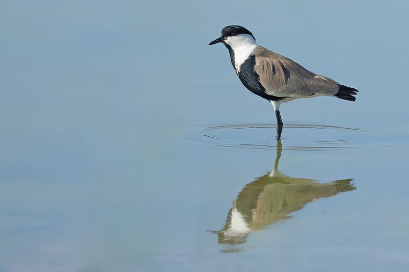 Spur-winged Plover (Vanellus spinosus)