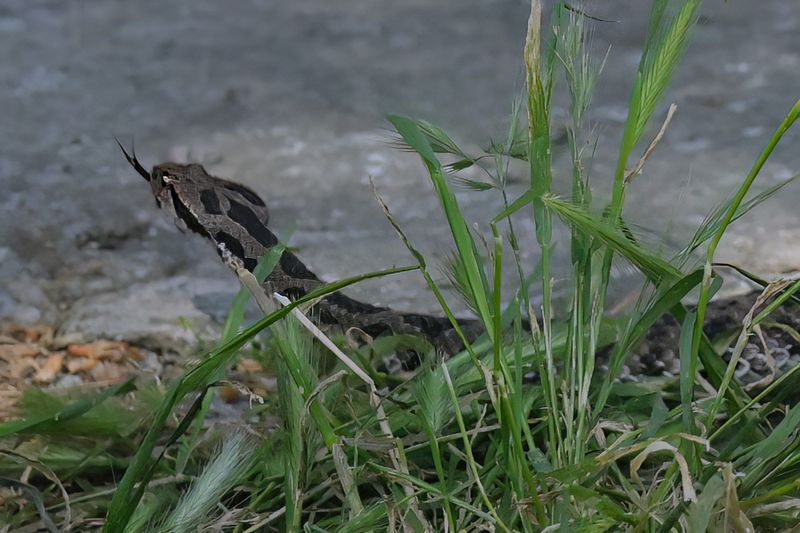 Ottoman Viper (Montivipera xanthina)