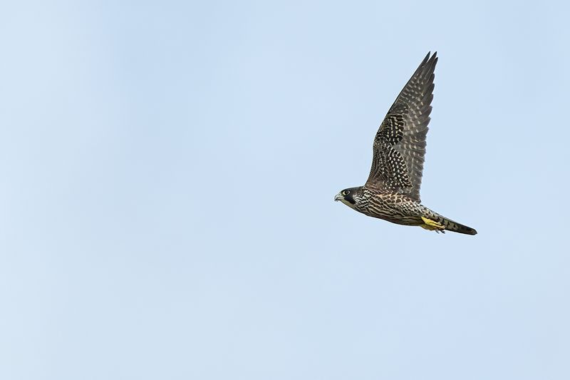 Peregrine Falcon (Falco peregrinus)