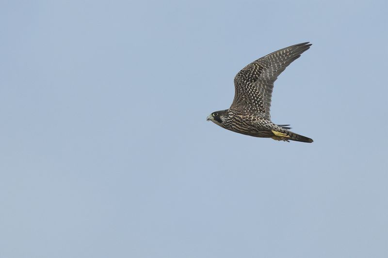 Peregrine Falcon (Falco peregrinus)