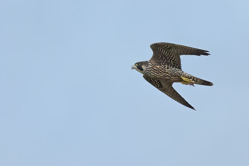 Peregrine Falcon (Falco peregrinus)