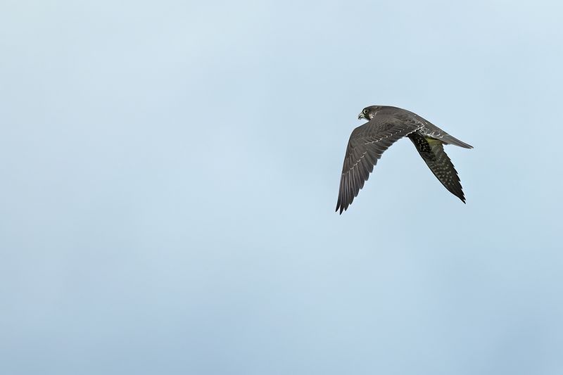 Peregrine Falcon (Falco peregrinus)