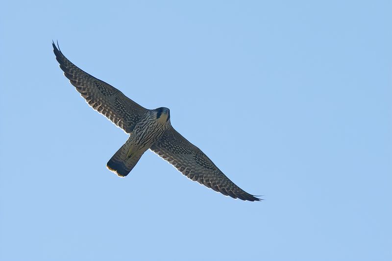 Peregrine Falcon (Falco peregrinus)