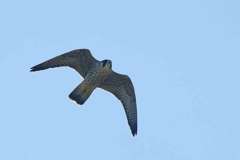 Peregrine Falcon (Falco peregrinus)