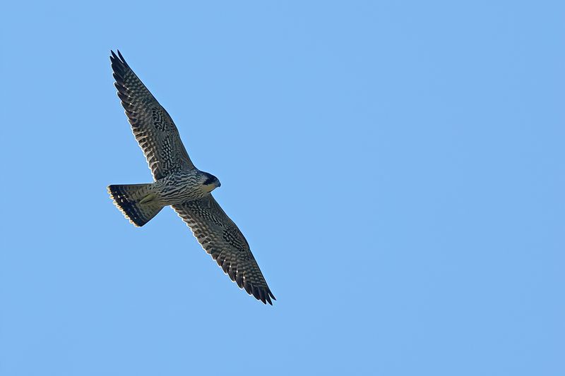 Peregrine Falcon (Falco peregrinus)