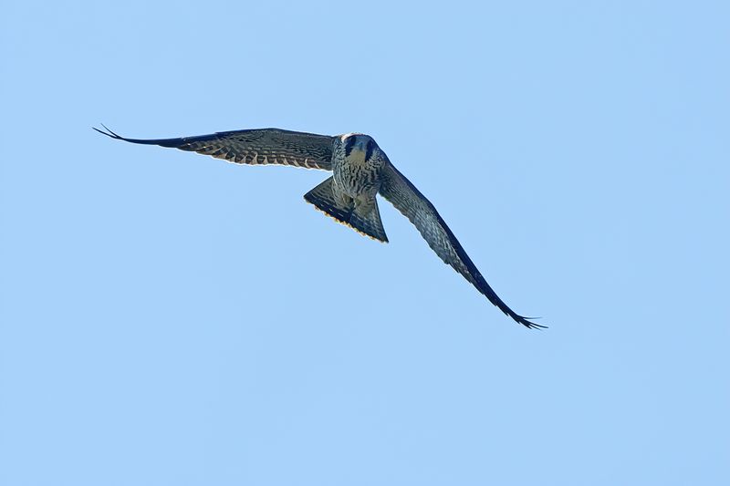 Peregrine Falcon (Falco peregrinus)